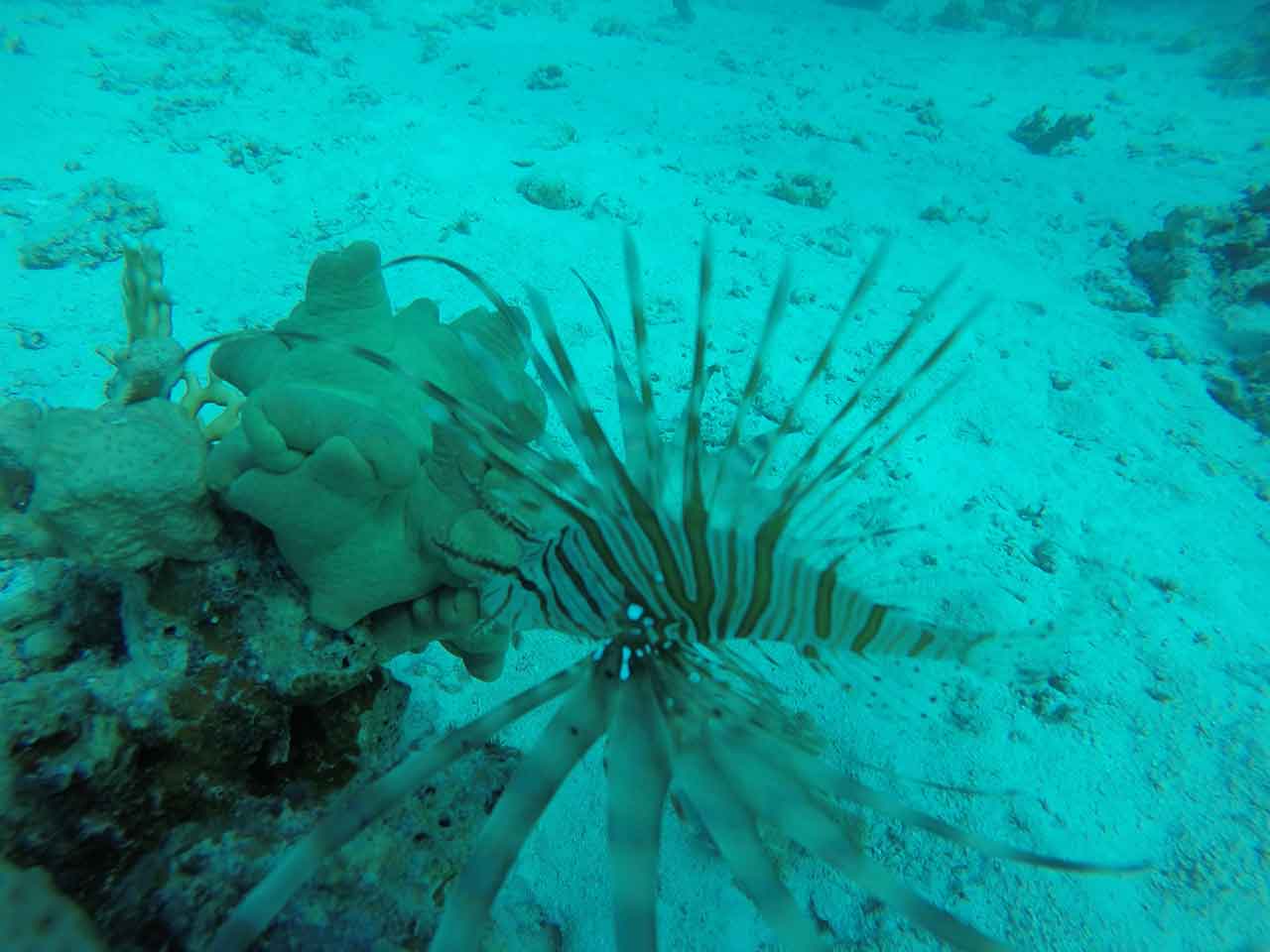 Sharm El Naga Schnorchel Tour